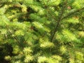 Conifer