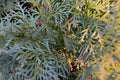 Conifer background. Conifer texture. Green natural background.