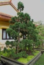 Conifer bonsai, Vietnam Royalty Free Stock Photo