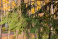 Conifer branch macro at autumn park