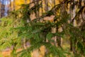 Conifer branch macro at autumn park Royalty Free Stock Photo
