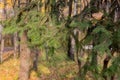 Conifer branch macro at autumn park