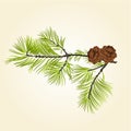Conifer Branch Pine with pine cones vector