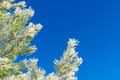 Conifer branches with needles covered with white frost on blue sky background. Christmas and New Year holiday concept. Snow Royalty Free Stock Photo