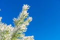 Conifer branches with needles covered with white frost on blue sky background. Christmas and New Year holiday concept. Snow Royalty Free Stock Photo