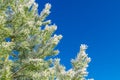 Conifer branches with needles covered with white frost on blue sky background. Christmas and New Year holiday concept. Snow Royalty Free Stock Photo