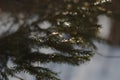 Conifer closeup background. Christmas tree leaves macro photography. Fir branch on a winter day Royalty Free Stock Photo