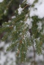 Conifer closeup background. Christmas tree leaves macro photography. Fir branch on a winter day Royalty Free Stock Photo