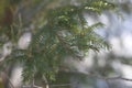 Conifer closeup background. Christmas tree leaves macro photography. Fir branch on a winter day Royalty Free Stock Photo