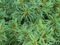 Curly Dwarf White Pine or Witch`s Broom