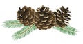Conifer cone Royalty Free Stock Photo