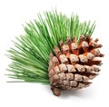 Conifer cone or cedar cone with coniferous needles isolated on white background. File contains clipping path Royalty Free Stock Photo