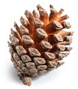 Conifer cone or cedar cone isolated on white background. File contains clipping path Royalty Free Stock Photo