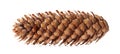 Conifer cone, fir cone or fir apple on white Royalty Free Stock Photo