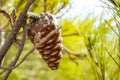 Conifer cone in green pine bush branches close-up Royalty Free Stock Photo