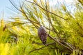 Conifer cone in green pine tree branches close-up Royalty Free Stock Photo