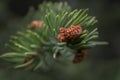 Macro of a Small Conifer Cone in Mountain Forest