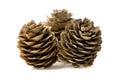 Conifer cone Royalty Free Stock Photo