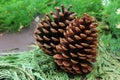Conifer cones on leaves