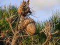 conifer cones of pinus radiata tree