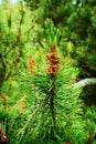 Conifer cones. Scots or scotch pine Pinus sylvestris tree young male pollen flower. Royalty Free Stock Photo