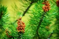 Conifer cones. Scots or scotch pine Pinus sylvestris tree young male pollen flowers. Royalty Free Stock Photo