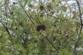 Cones on a Pine Tree