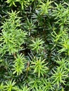 Conifer, coniferae branche in close-up