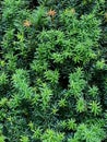 Conifer, coniferae branche in close-up