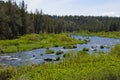 Conifer forest along the Deschutes River