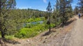 Conifer forest along the Deschutes River