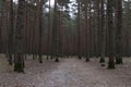 Conifer forest, a country road through the dark forest Royalty Free Stock Photo