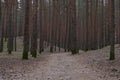 Conifer forest, a country road through the dark forest Royalty Free Stock Photo