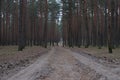 Conifer forest, a country road through the dark forest Royalty Free Stock Photo