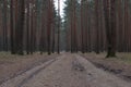 Conifer forest, a country road through the dark forest Royalty Free Stock Photo