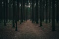 Conifer forest, a country road through the dark forest Royalty Free Stock Photo