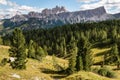 Conifer forest at Croda da Lago massif in South Tyrol Dolomites