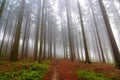 Conifer forest in fog