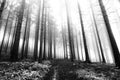 Conifer forest in fog