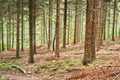 Conifer forest hdr Royalty Free Stock Photo