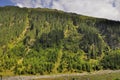 Conifer forest on a high mountain slope landscape Royalty Free Stock Photo