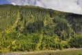 Conifer forest on a high mountain slope landscape