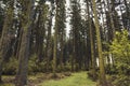 Conifer forest. Idyllic scenery at Rothaar Mountains in Northrhine-Westphalia  Germany Royalty Free Stock Photo