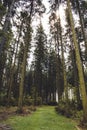 Conifer forest. Idyllic scenery at Rothaar Mountains in Northrhine-Westphalia  Germany Royalty Free Stock Photo