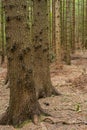 Conifer Forest