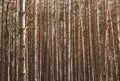 Conifer forest Royalty Free Stock Photo
