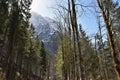 Conifer forest sun-drenched around KlÃÂ¶ntalersee lake in early spring   sunny day in KlÃÂ¶ntal Royalty Free Stock Photo