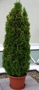 Thuja occidentalis (Northern White-Cedar) \'Columna\'