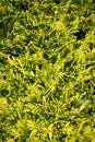 Conifer leaves & branches - evergreen foliage