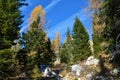 Conifer mountain forest with spruce and gold colored larch trees in Julian alps Royalty Free Stock Photo